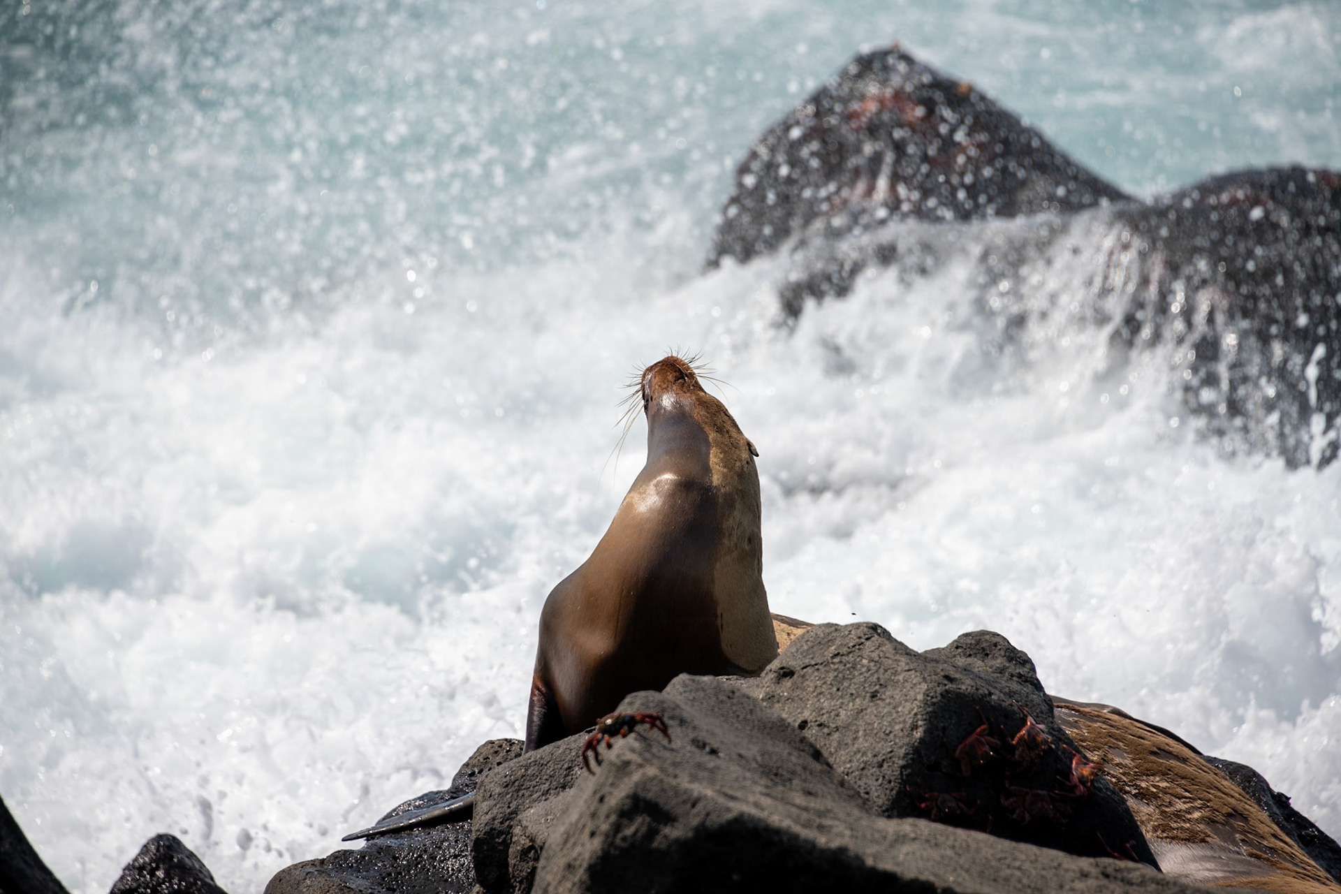 Sea Lion Stretch