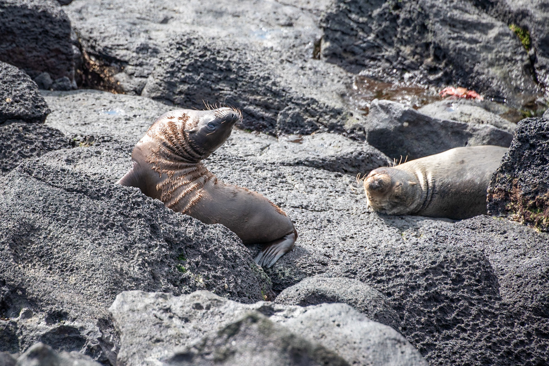 Galapagos Sea Lion Pup and Mom just back from swim.
