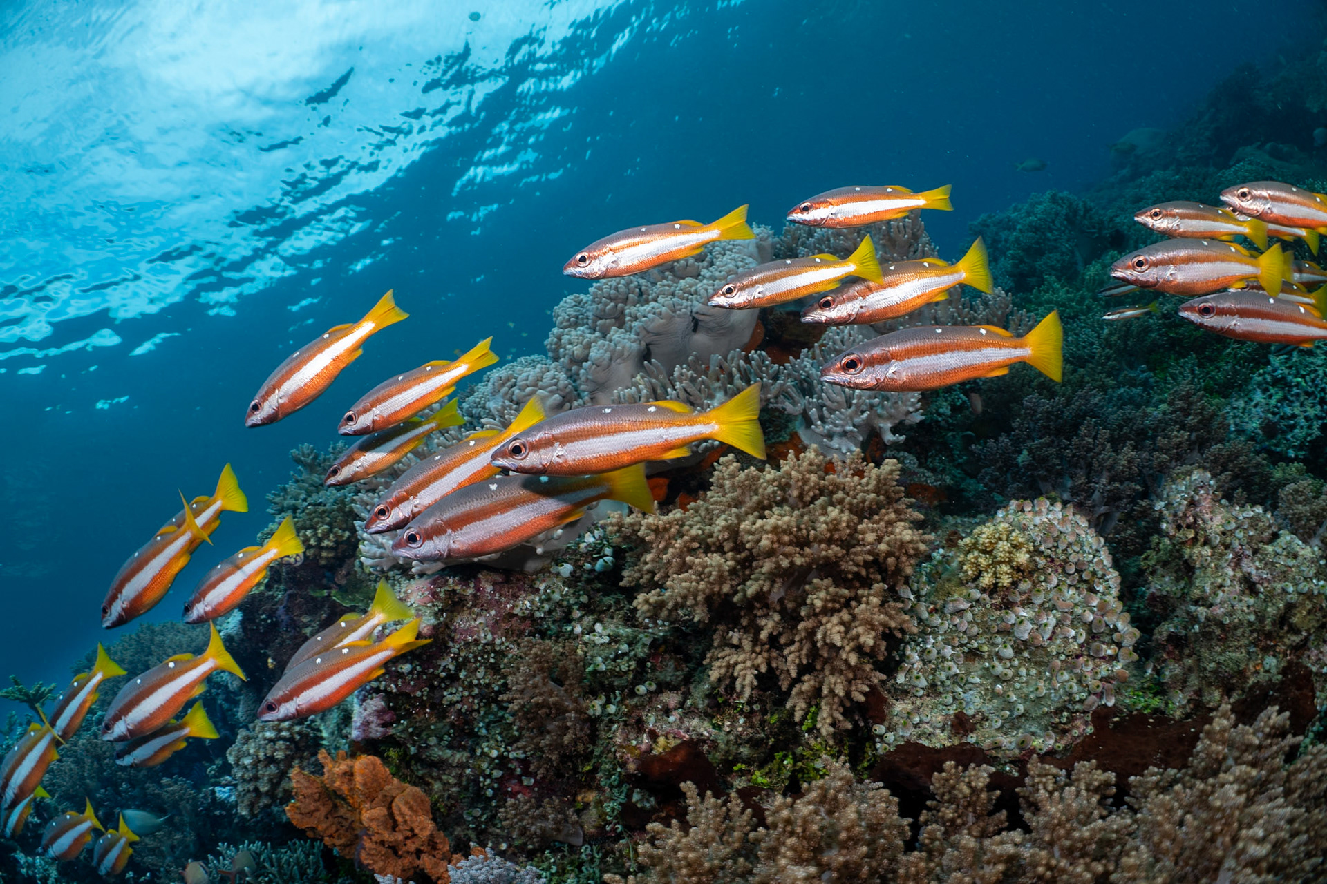 Two Spot Snapper gracing the reef at Mioskin Island in Raja Ampat.