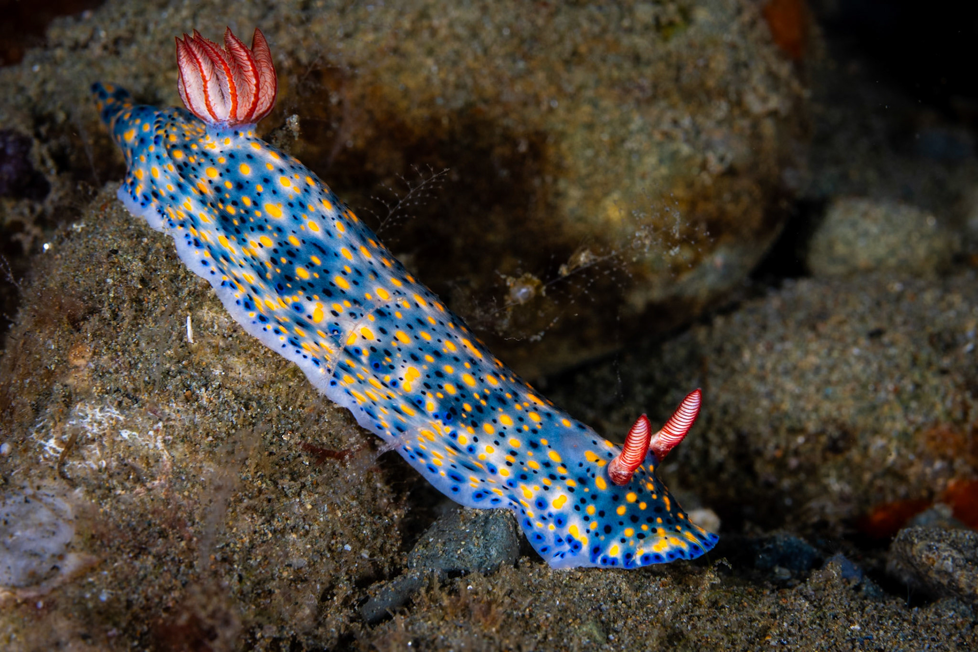 A very colorful Nudibranch. The plume of red and white at the rear are her gills for breathing.