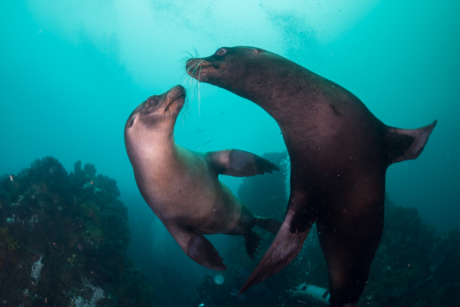 Galapagos Sea Lions