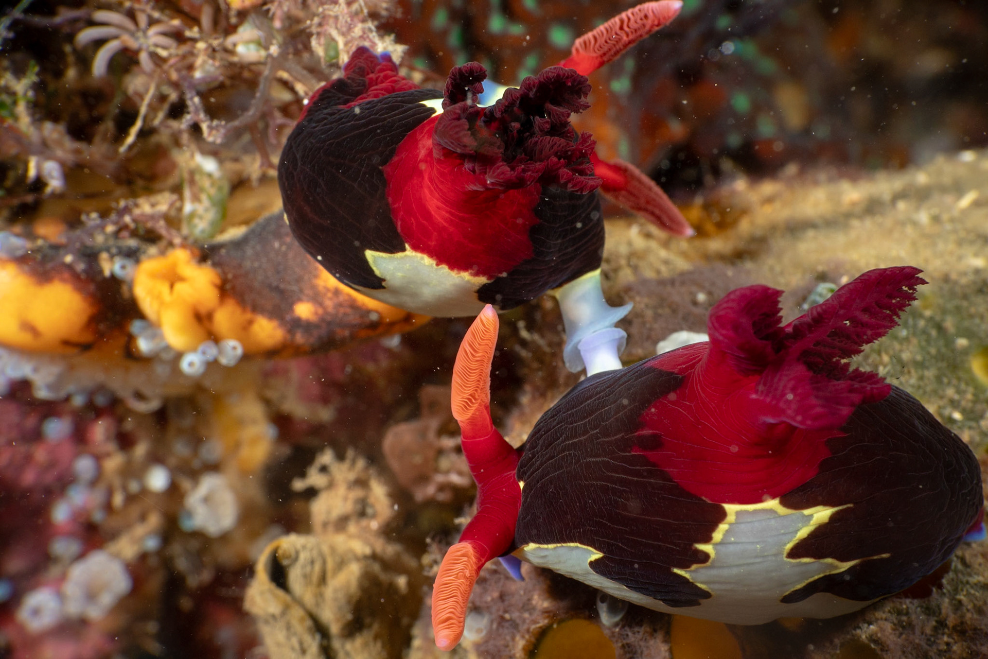 Nudibranch Mating