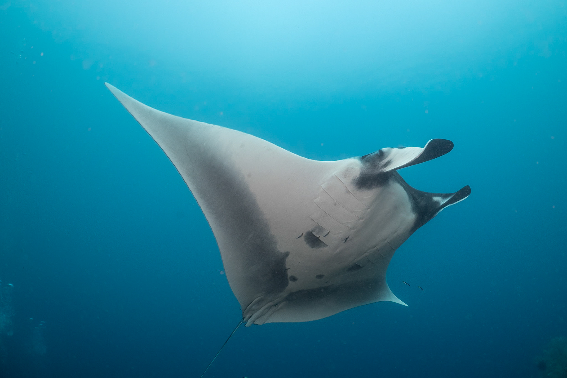 A graceful Manta Ray appeared for just seconds out for the poor visibility. I was lucky to get a photo.