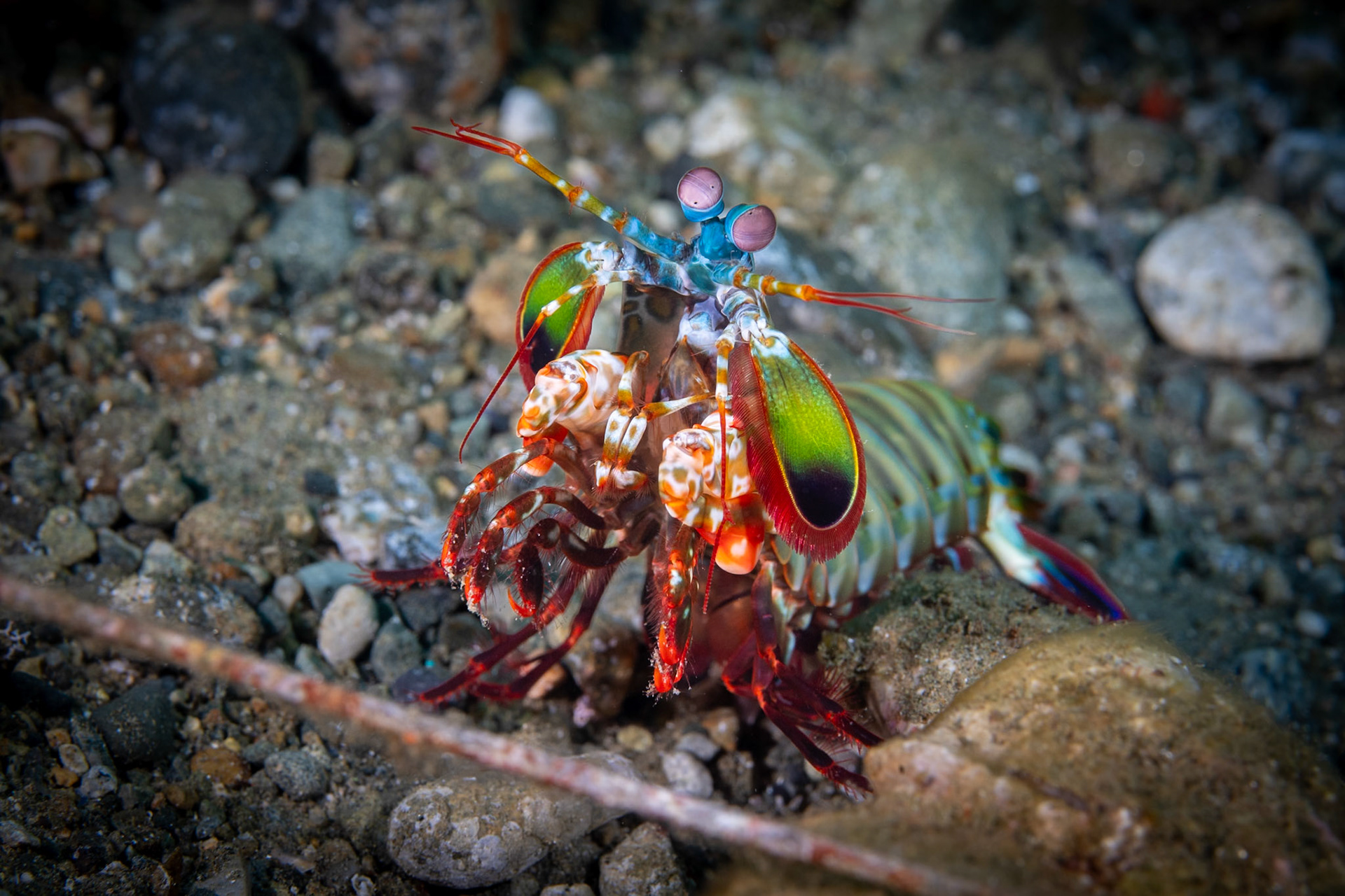 This Peacock Mantis Shrimp is looking toward the camera. Her eyes are on independent stalks and purple colored.