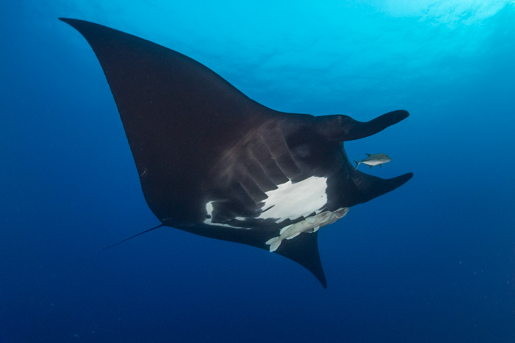 An oceanic manta ray at El Boiler, San Benedicto, Mexico. December 2021
