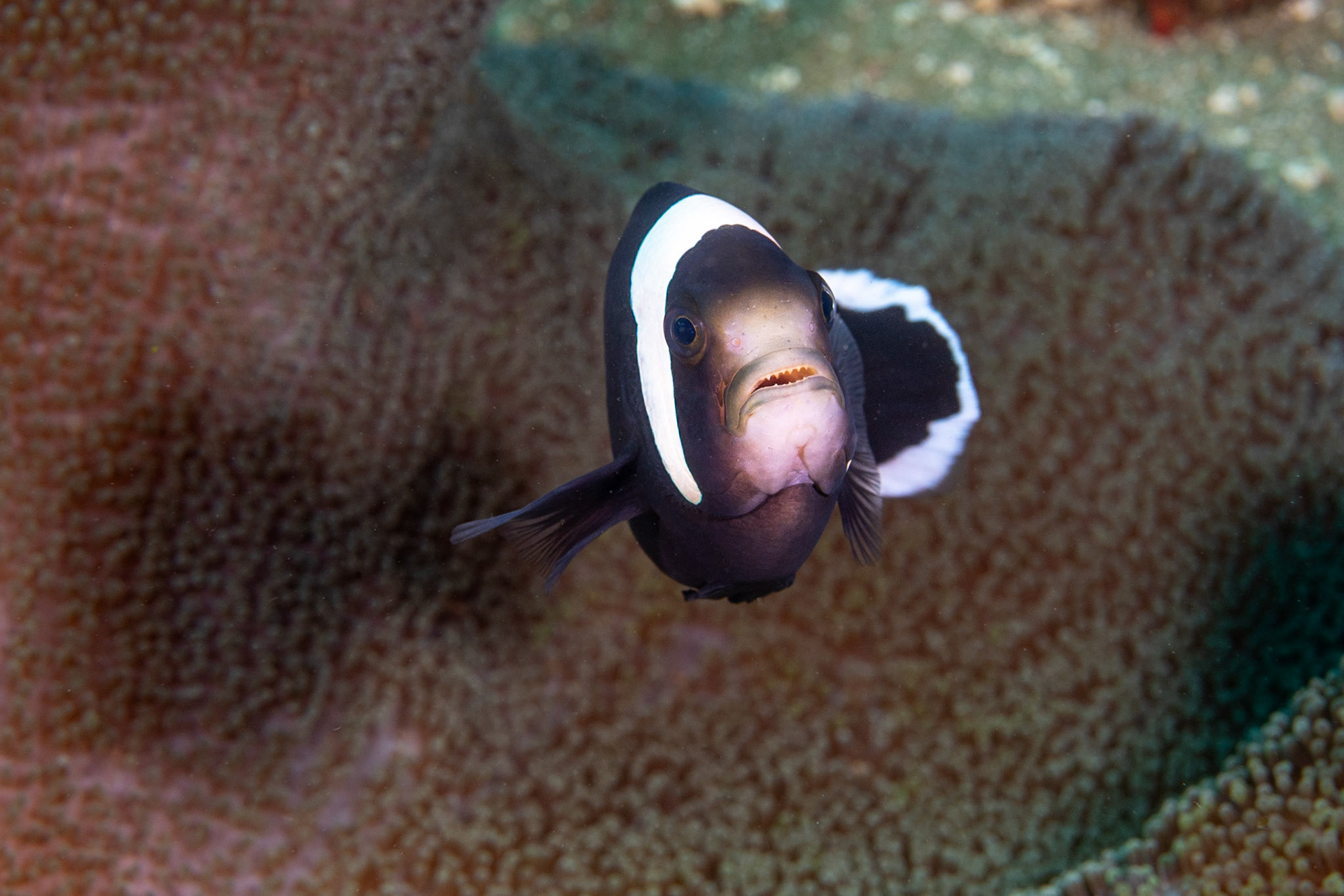 A Saddleback Anemonefish showing her teeth to protect territory.
