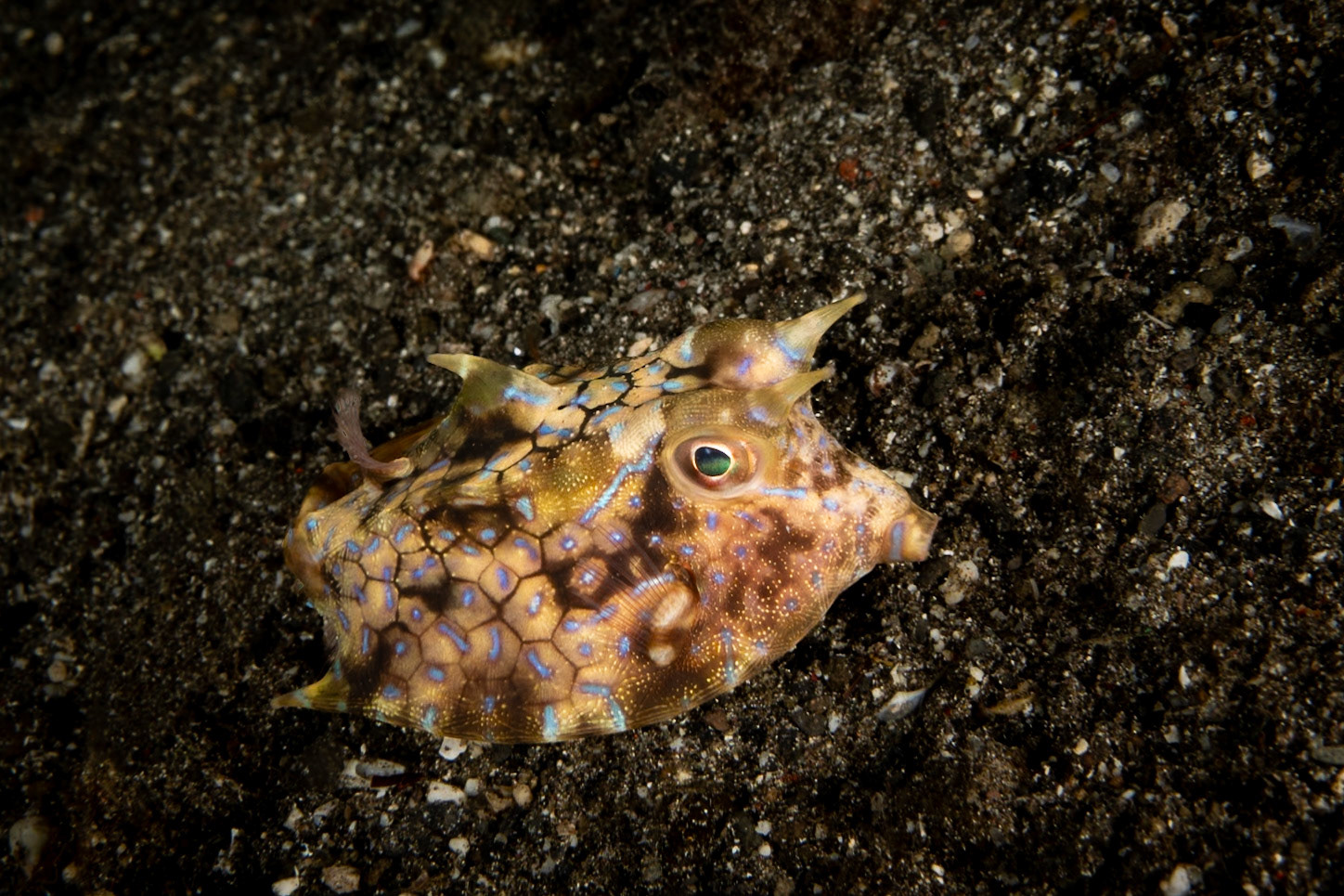 A tiny Honeycomb Cowfish.