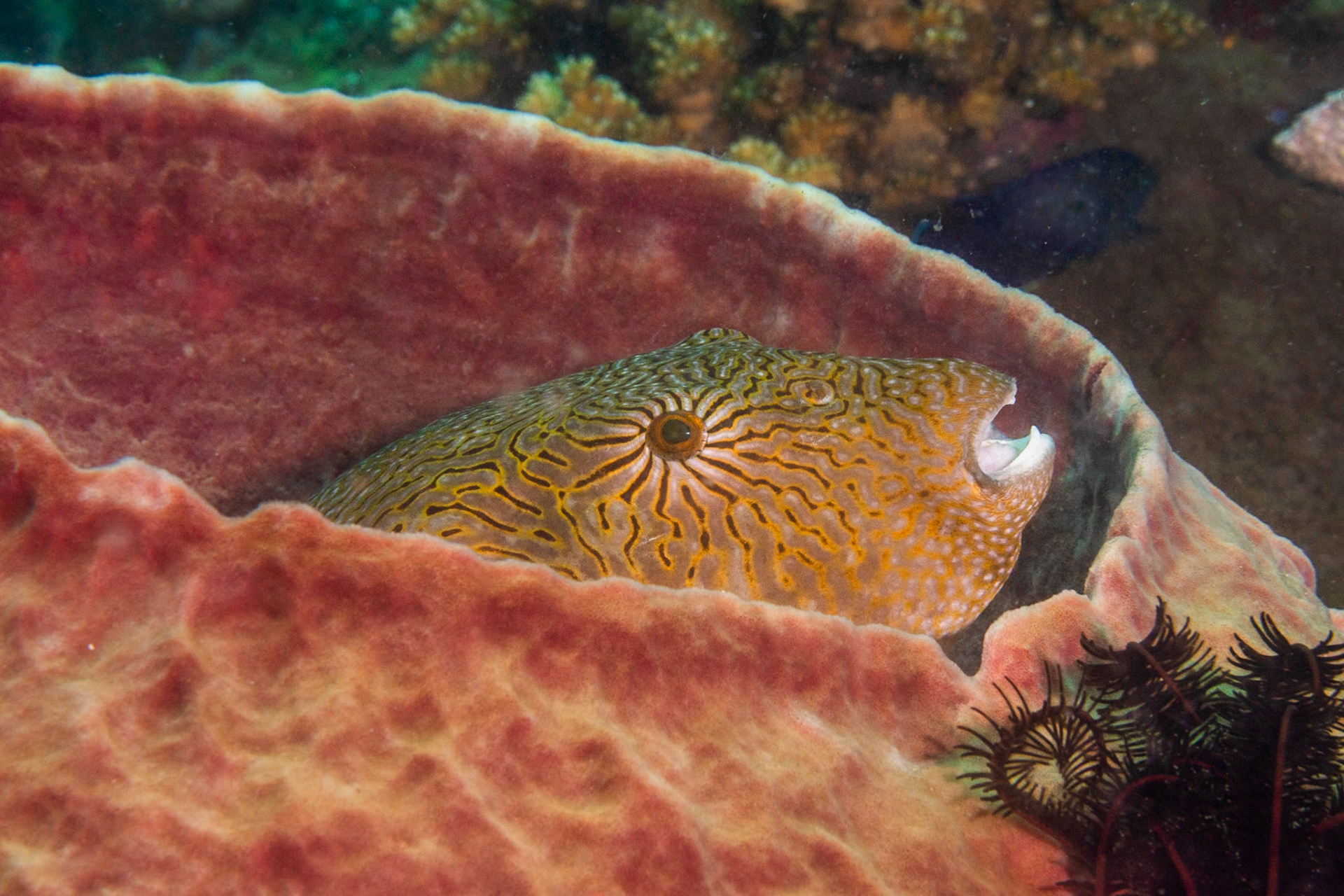 A Toby fish finding refuge in a large bartrel sponge.