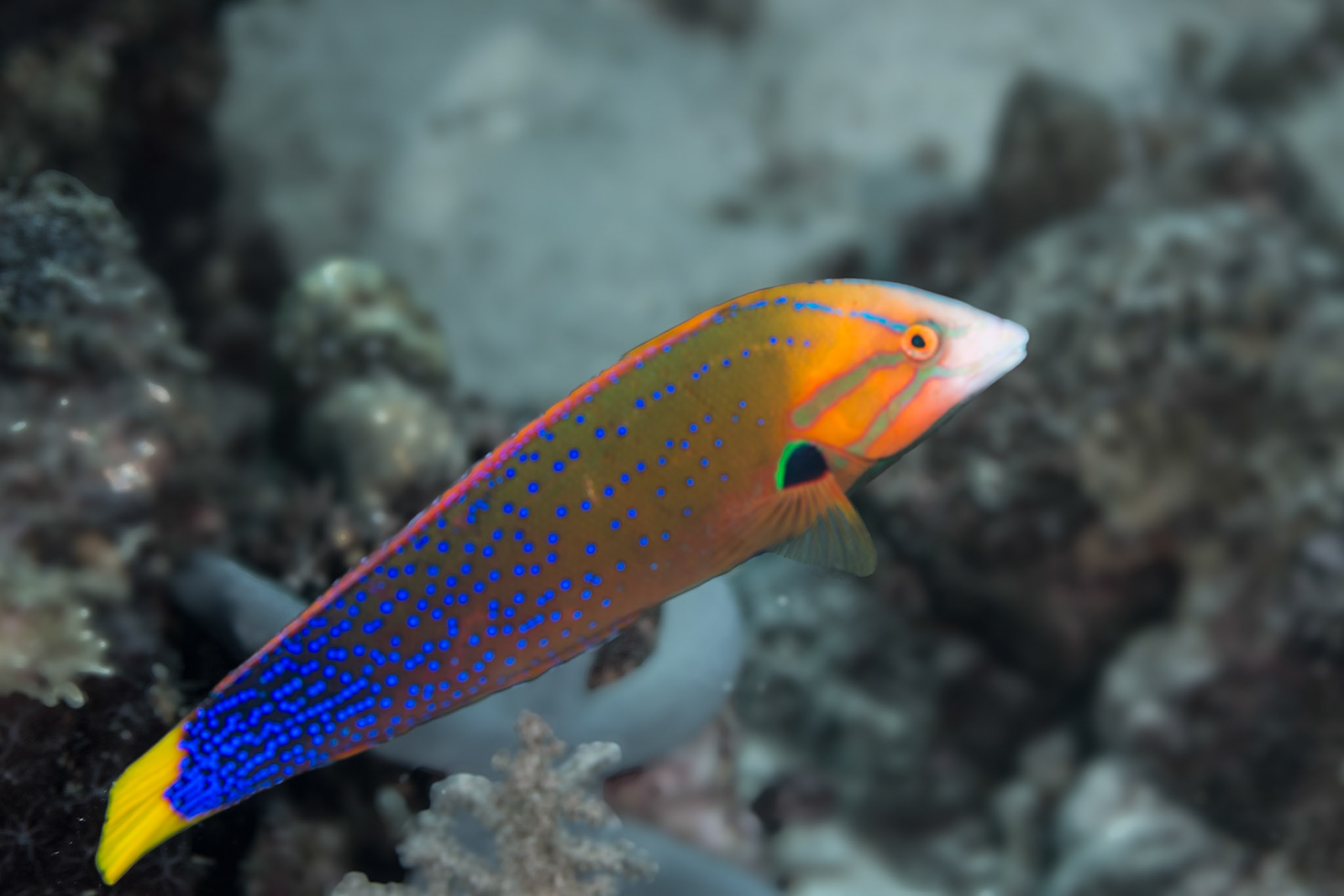 Use to show Aqua in background correction.