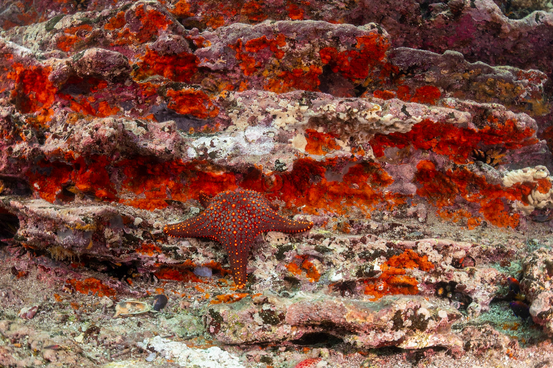 The Sea Star is making its way up the terraced reef and interesting color similarities.