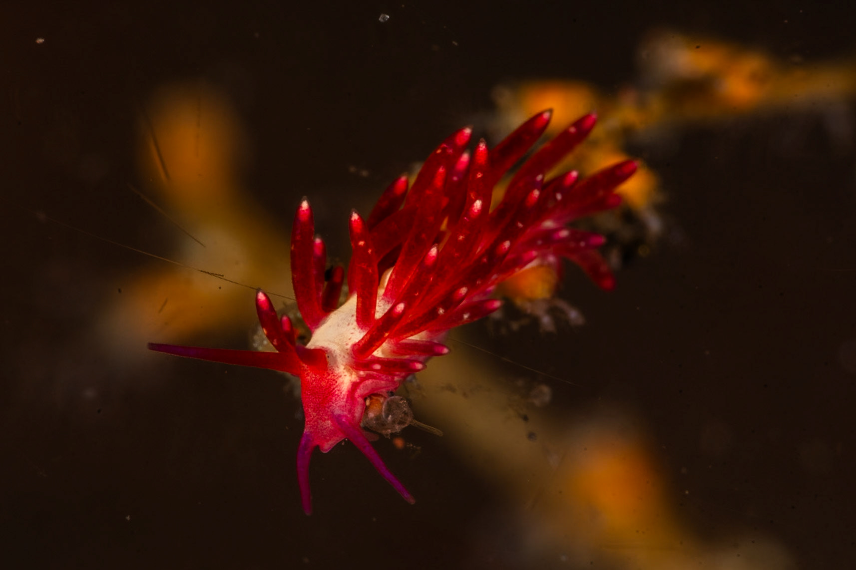 A stunning Red-Face Trinchesia Nudibranch. (No colored lighting used)
