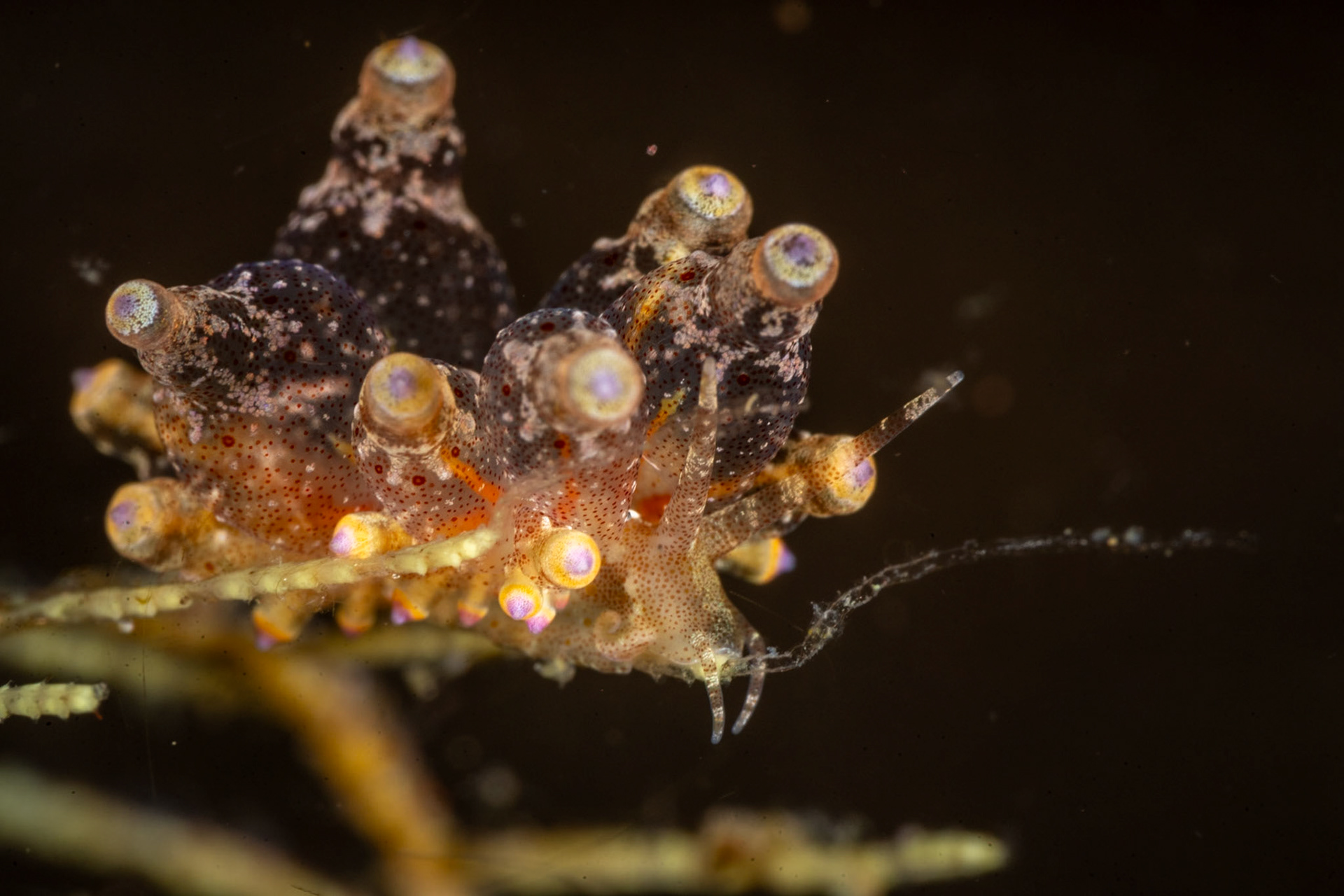 Another strange nudi, a Red-Dots Eubranchus, with bottle shaped protrusions.