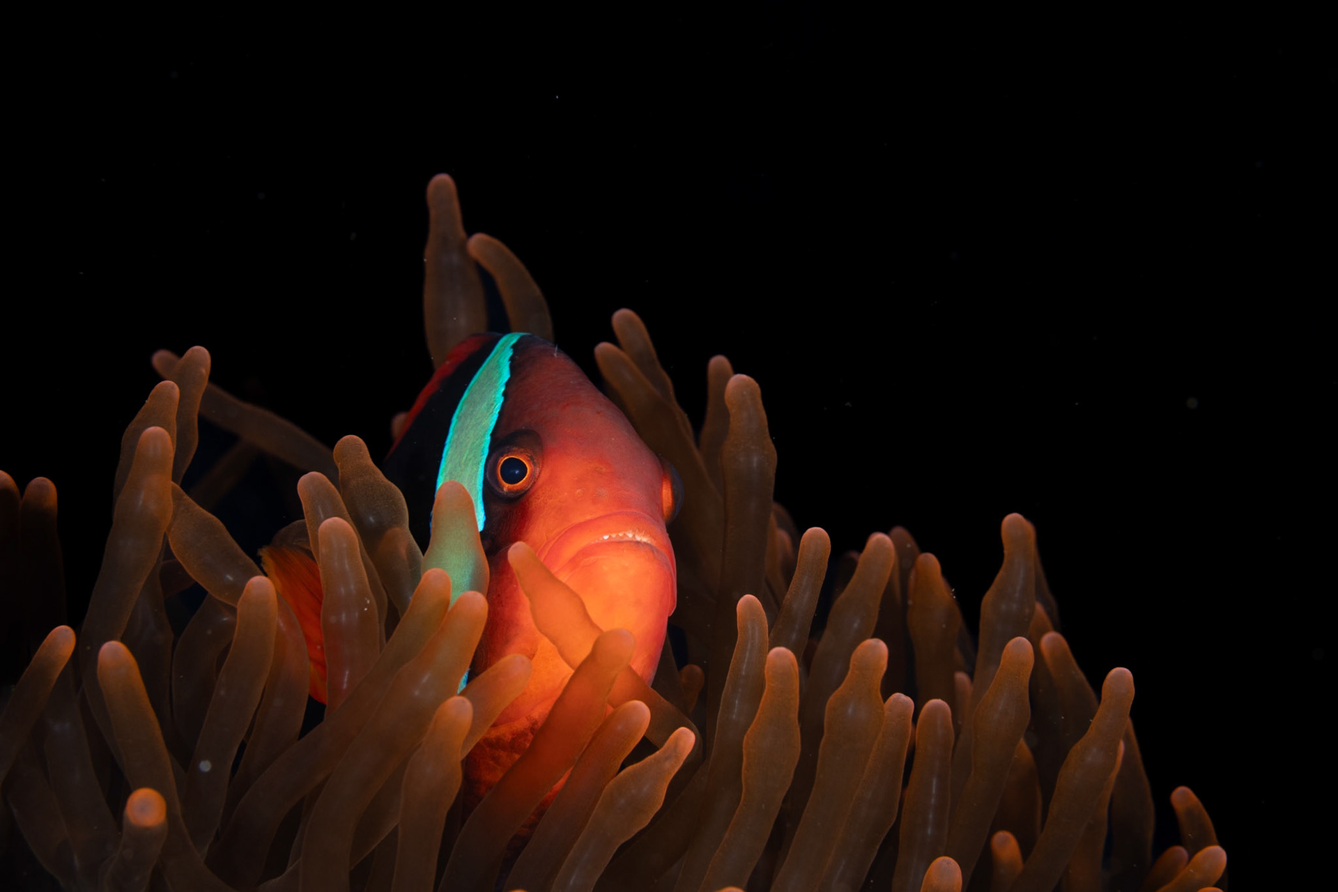 Anemonefish nestled in host Anemone. Dumaguete, Philippines. July 2023