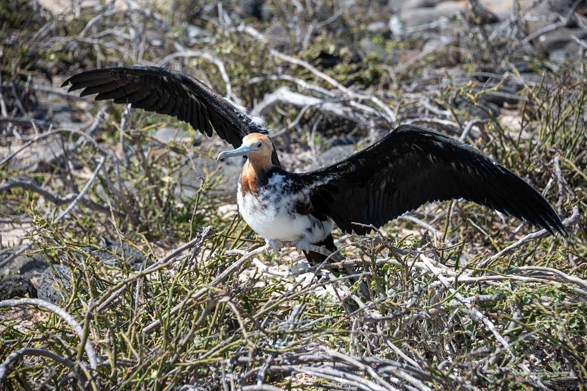 A female just growing out of baby feathers.