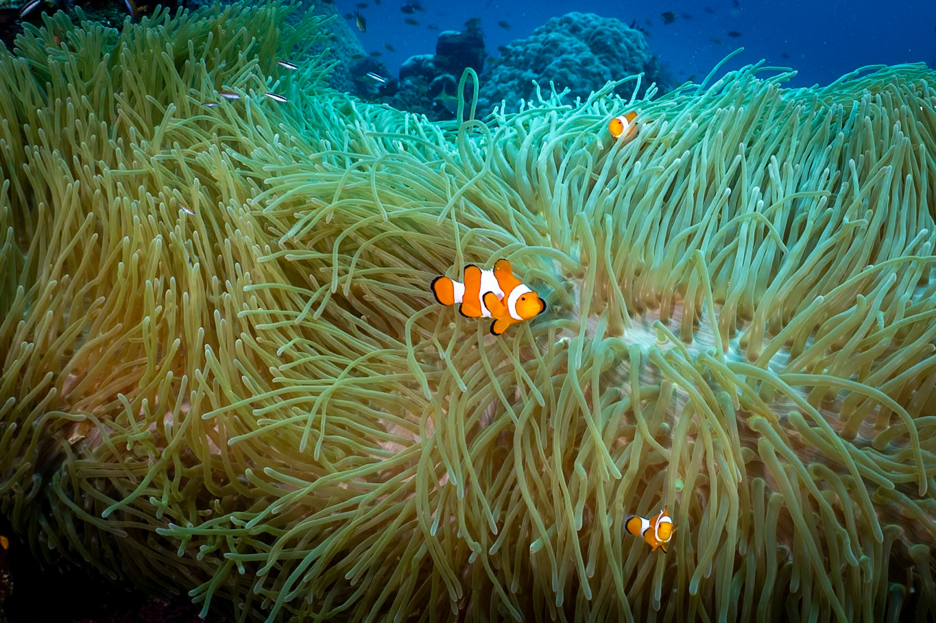 False Clown Anemonefish are always entertaining darting in and out of their protective anemone.