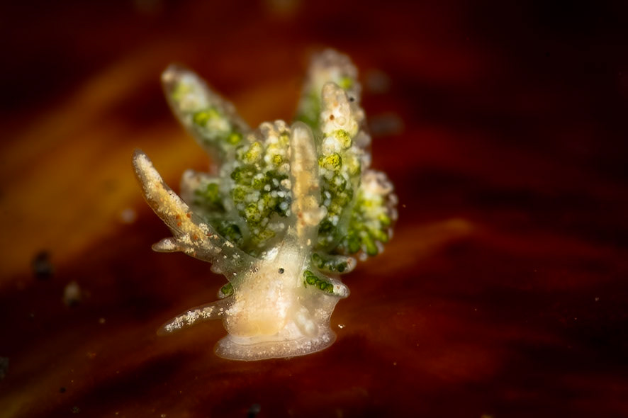 This interesting tiny tiny Nudibranch is called a Motley Stiliger. She is mostly clear allowing all the interworking to be visible.