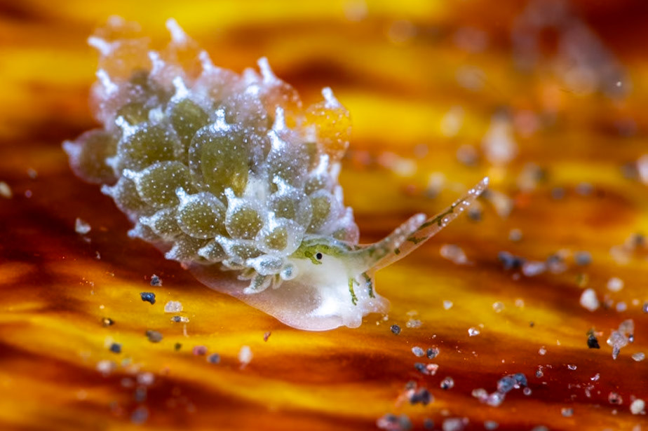 The eyespot is so pronounce and not edited!