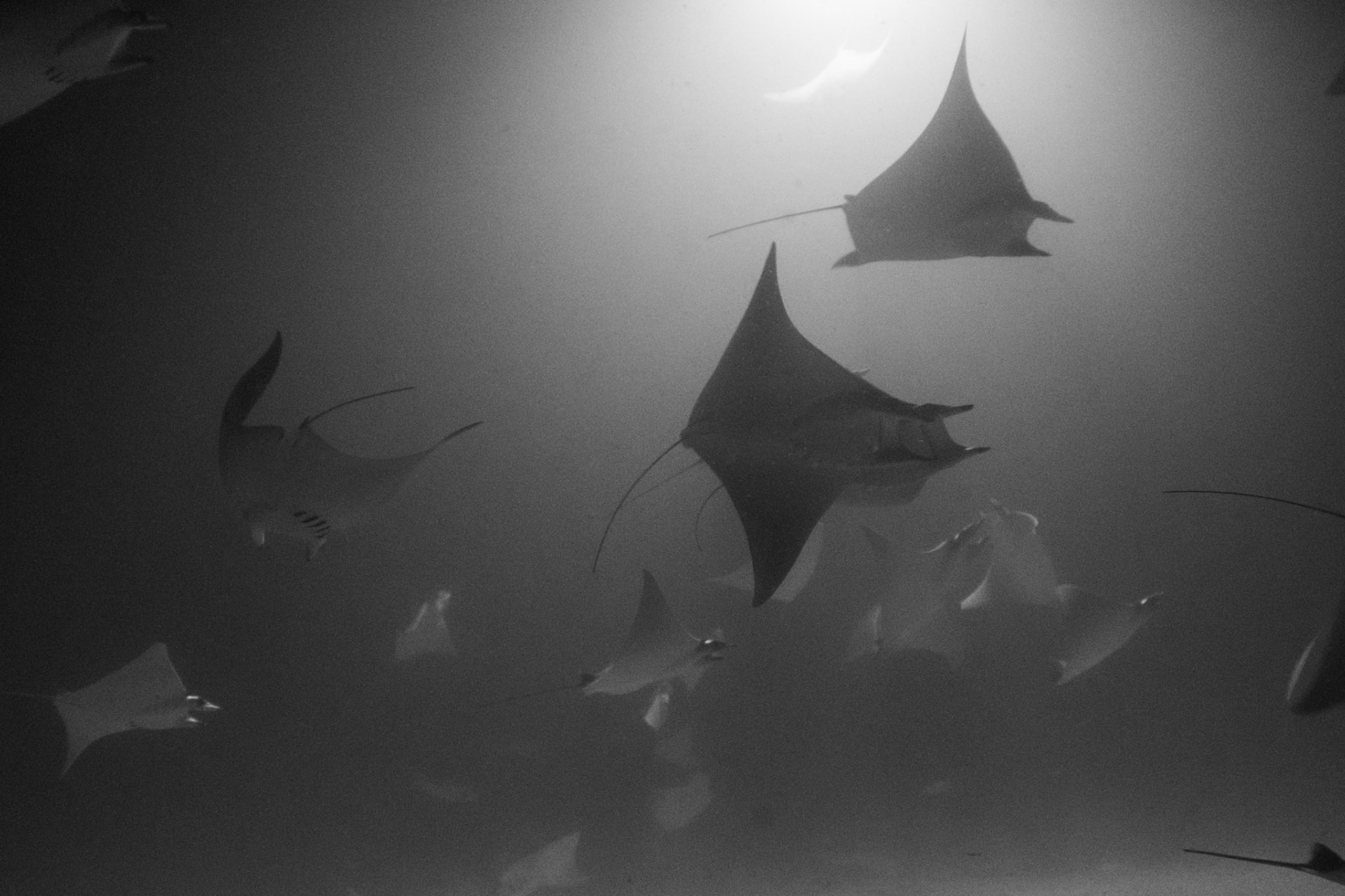 Mobula Rays at night.;