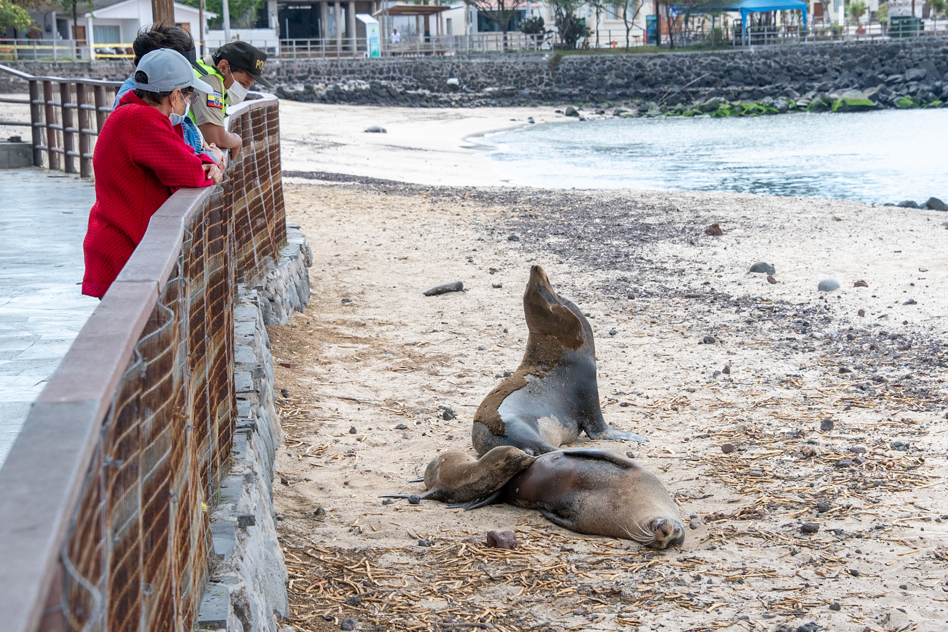San Cristobal locals enjoying the Sea Lion Family wiith new pup.