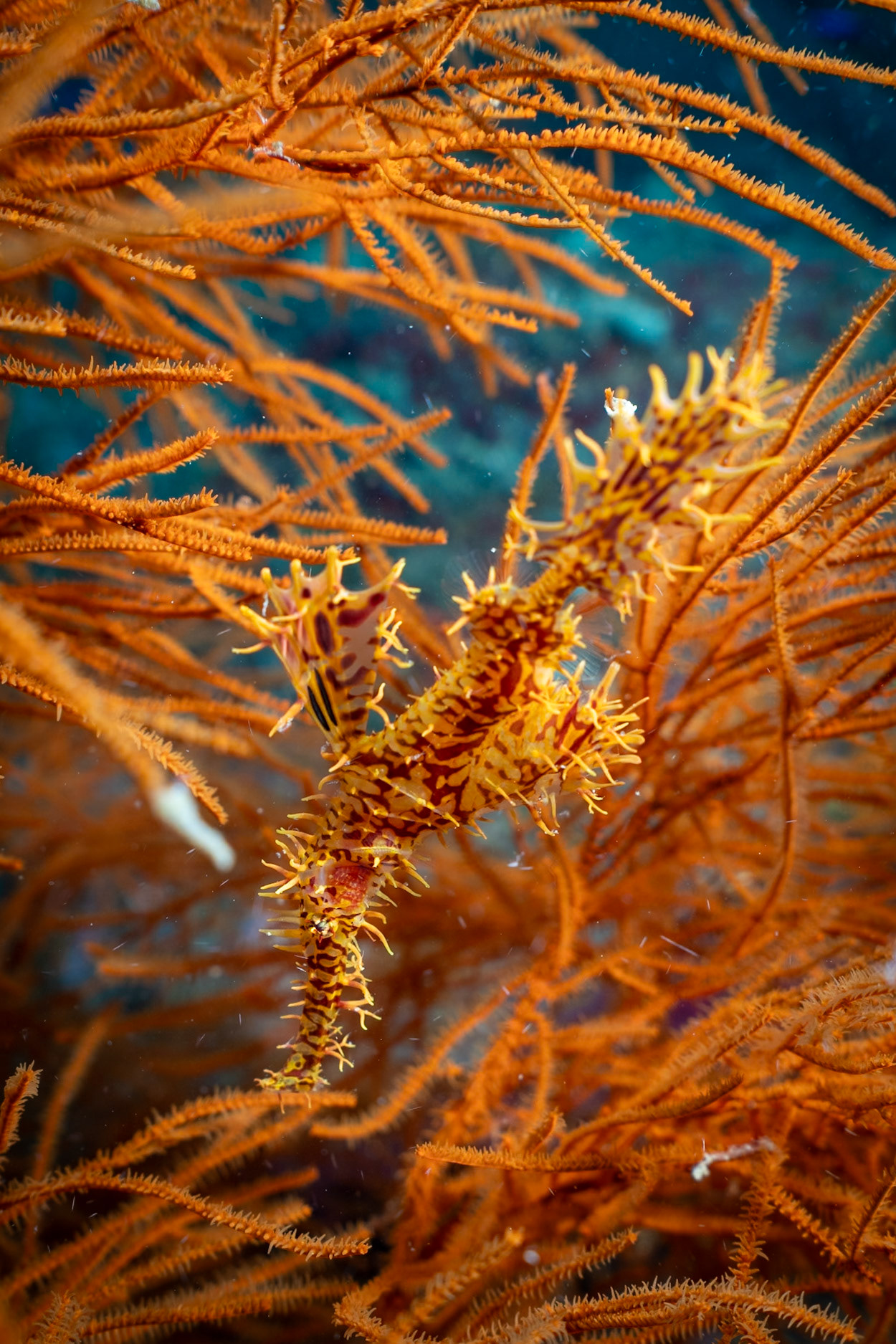 Another favorite--Ornate Ghost Pipefish hovering amongst the Gorgonian arms. It looks like this a male transitioning to a female evidenced by the pouch on her belly to hold eggs.
