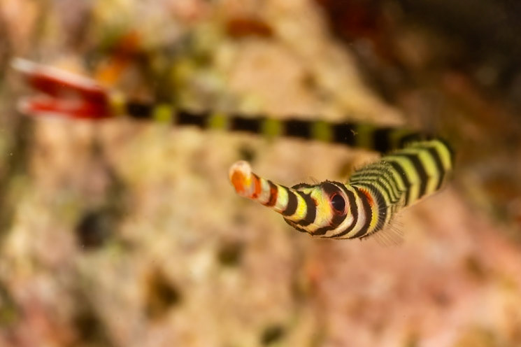 A closeup of the Broadbanded Pipefish.