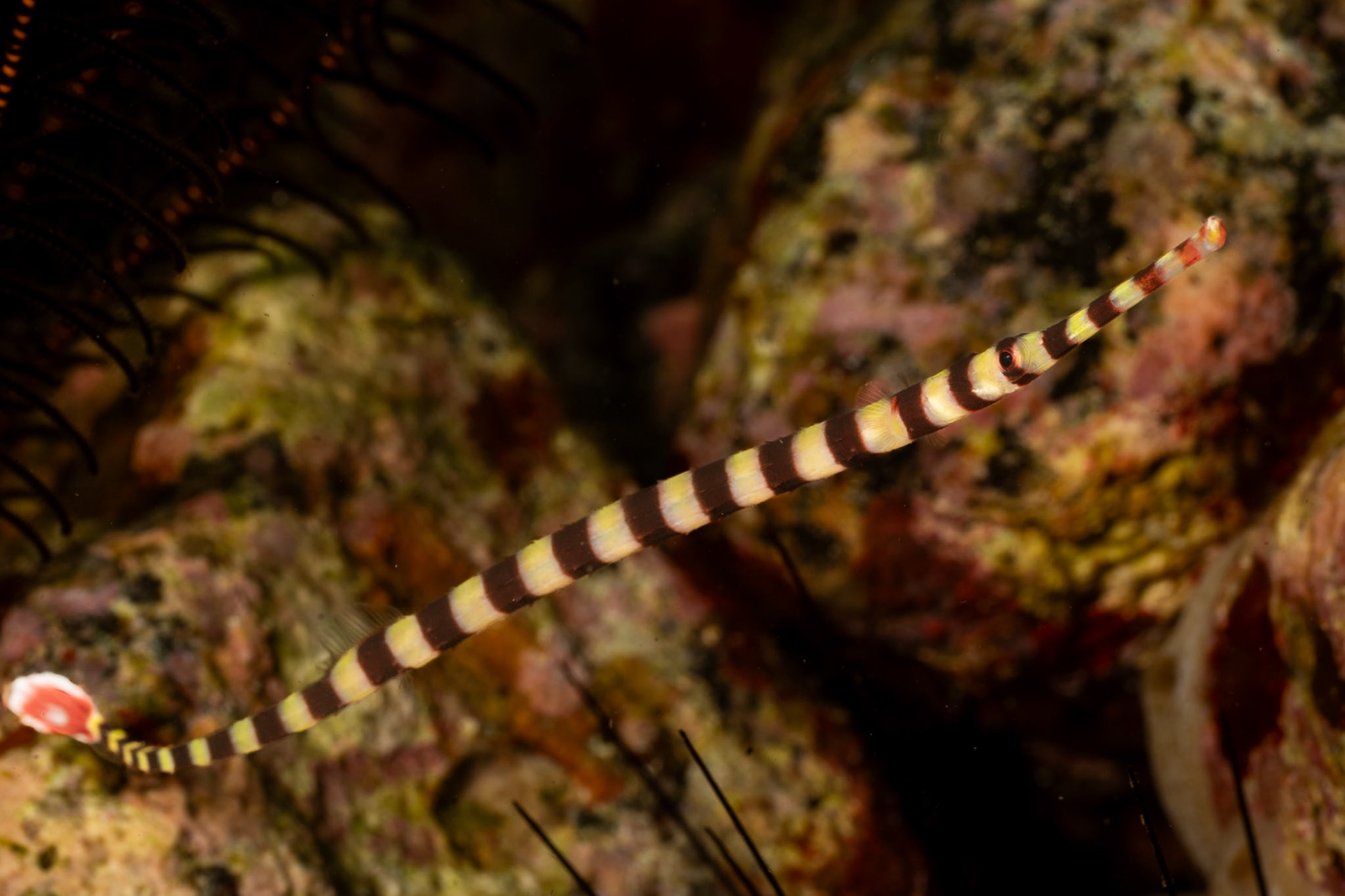 A Broadbanded Pipefish with her pointing up on the right.
