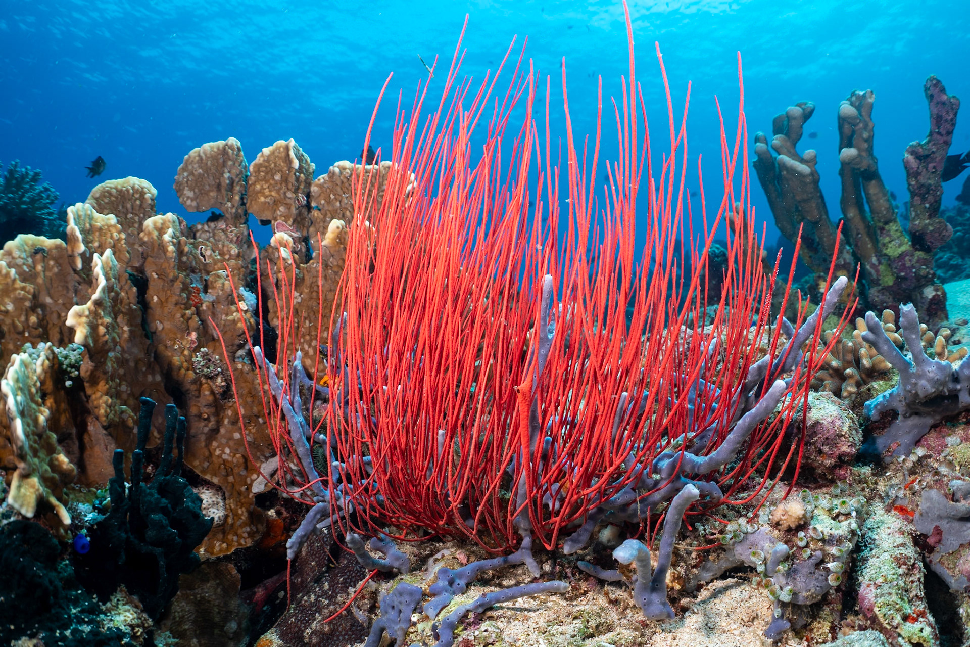 Stunning whip coral from the colorful Bands Sea.