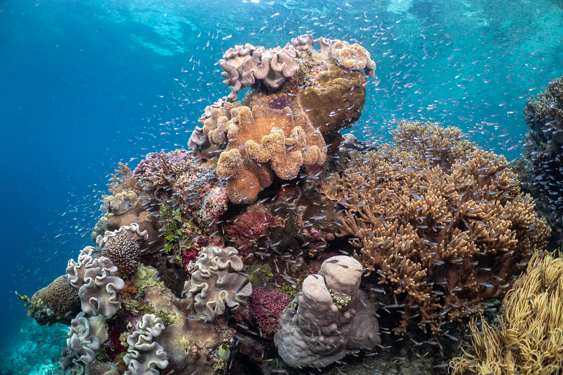 A pleasant seascape at the Sawandarek dive Site in Raja Ampat exploding with fish.