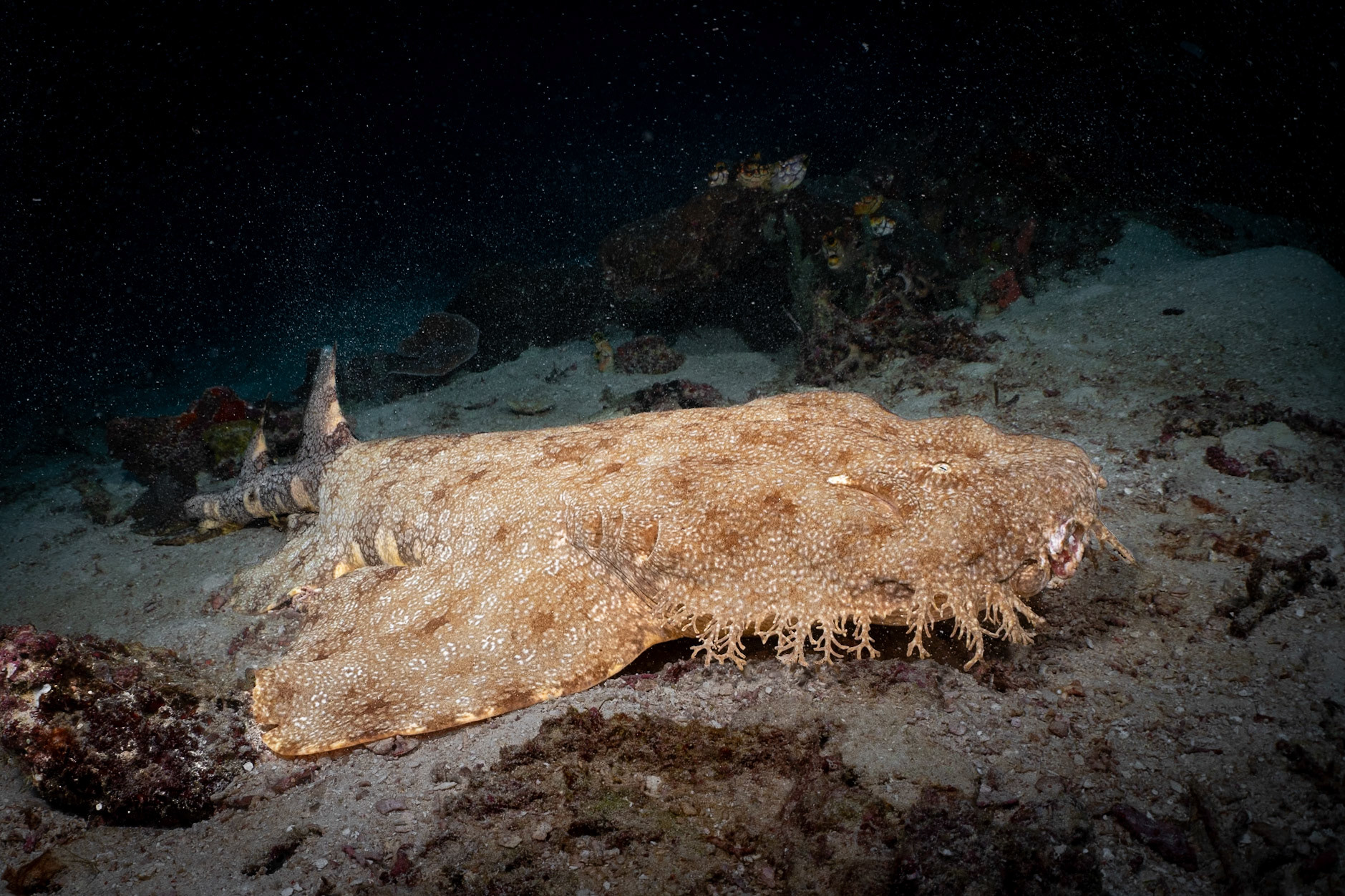 The Wobbegong at rest and appears to have an injury on her mouth.