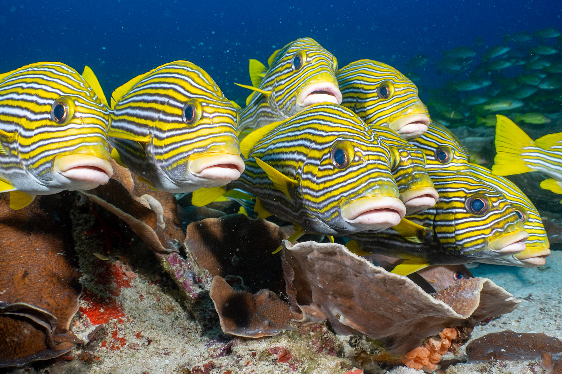 Photogenic Ribbon Sweetlips hanging out at around 100' in Raja Ampat.