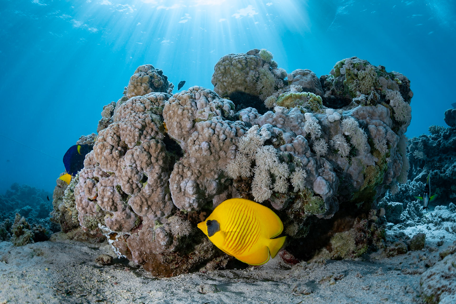 A beautiful Masked Butterflyfish posing near a outcropping.