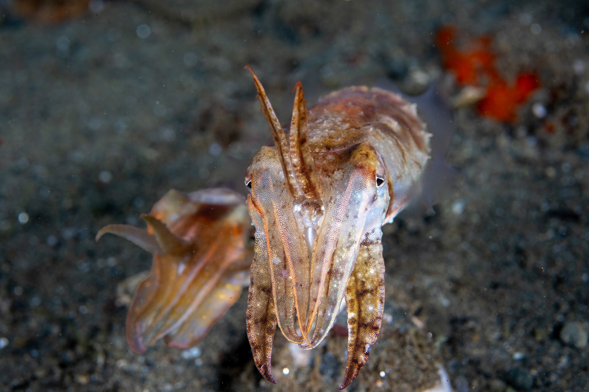 Another pair of Cuttlefish. They each have two of their eight arms raised.