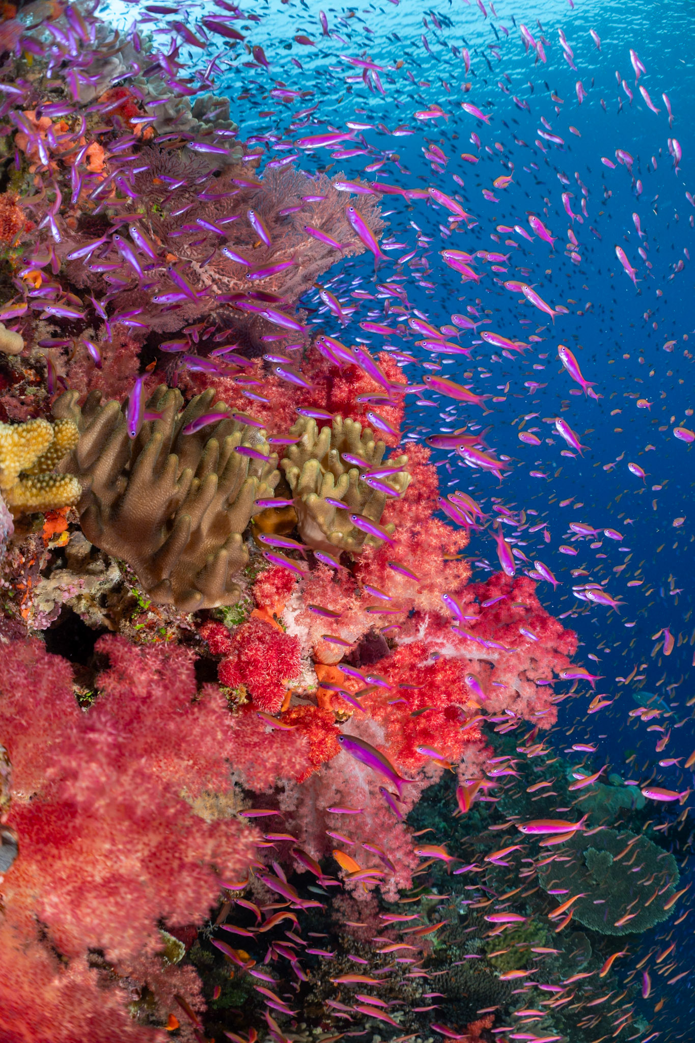 An explosion of color! Magic Mushrooms Dive Site, Namena Marive Reserve, Fiji.