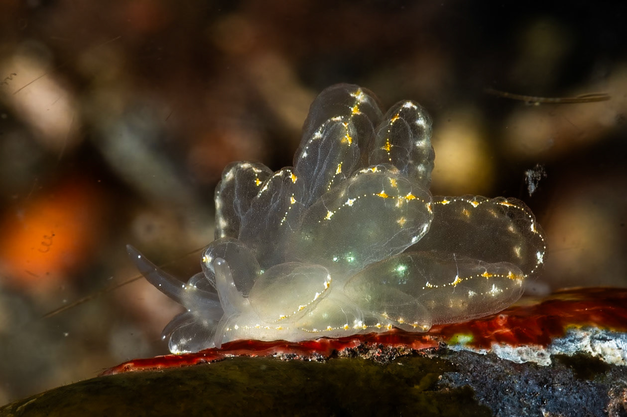 This beautiful Nudibranch has seemingly contrdictory works in it's name: Elegant Butterfly Slug