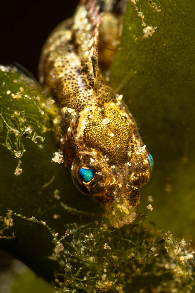 Pipefish with eyes aglow!