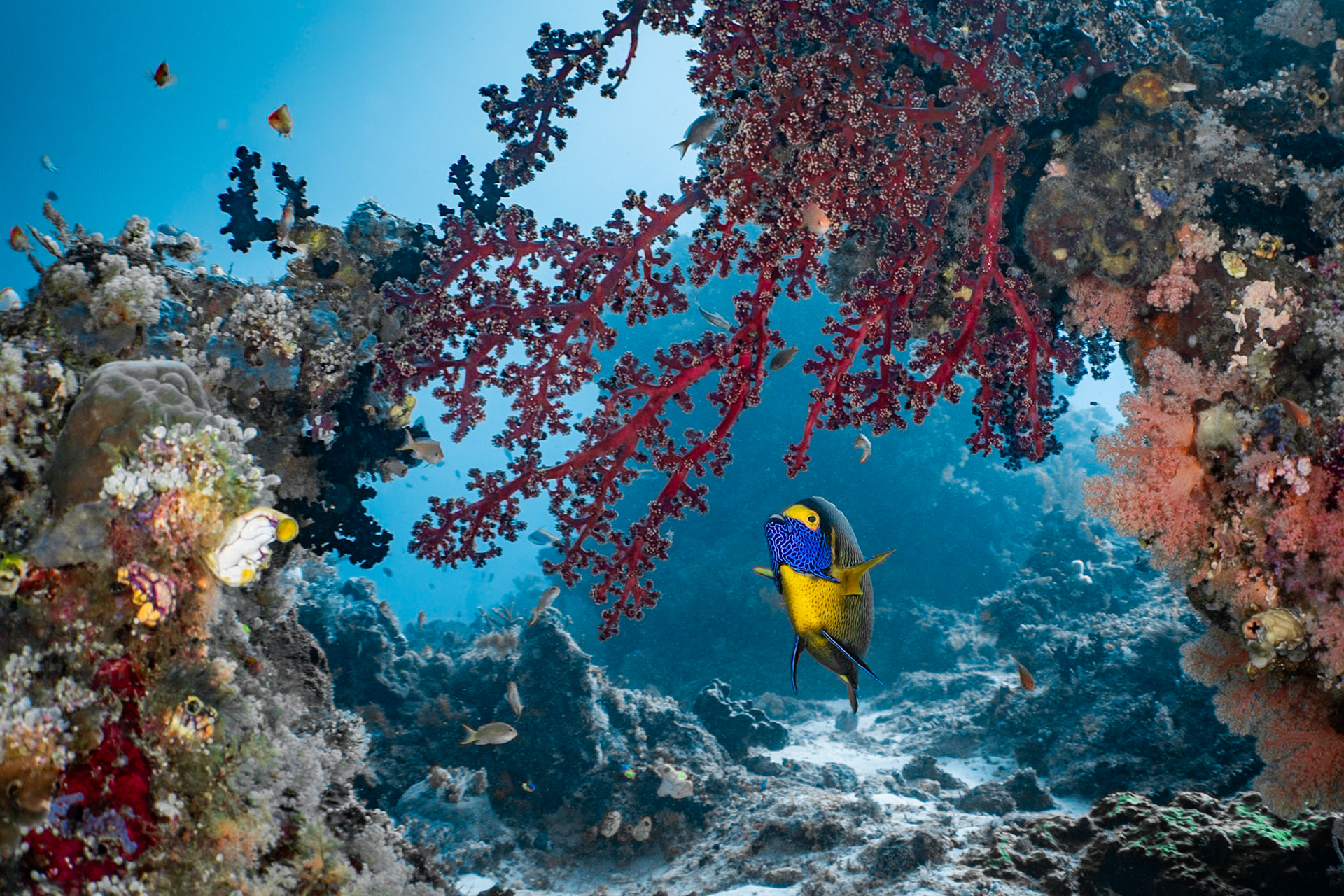 A Yellow Mask Angelfish swimming under the reef overhang. Raja Ampat, Indonesia. January 2024.