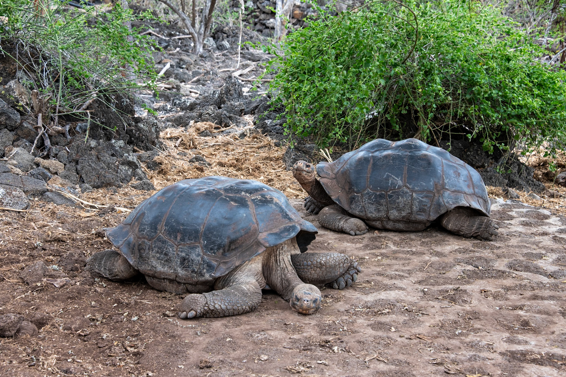 The different islands in the Galapagos developed Tortoises with unique shell shapes. Twelves shapes have been identified and another four of extinct species. For example:  Pinta Island, Intermediate shell; Hood Island, Saddle-backed shell; Isabela Island Dome-shaped shell
