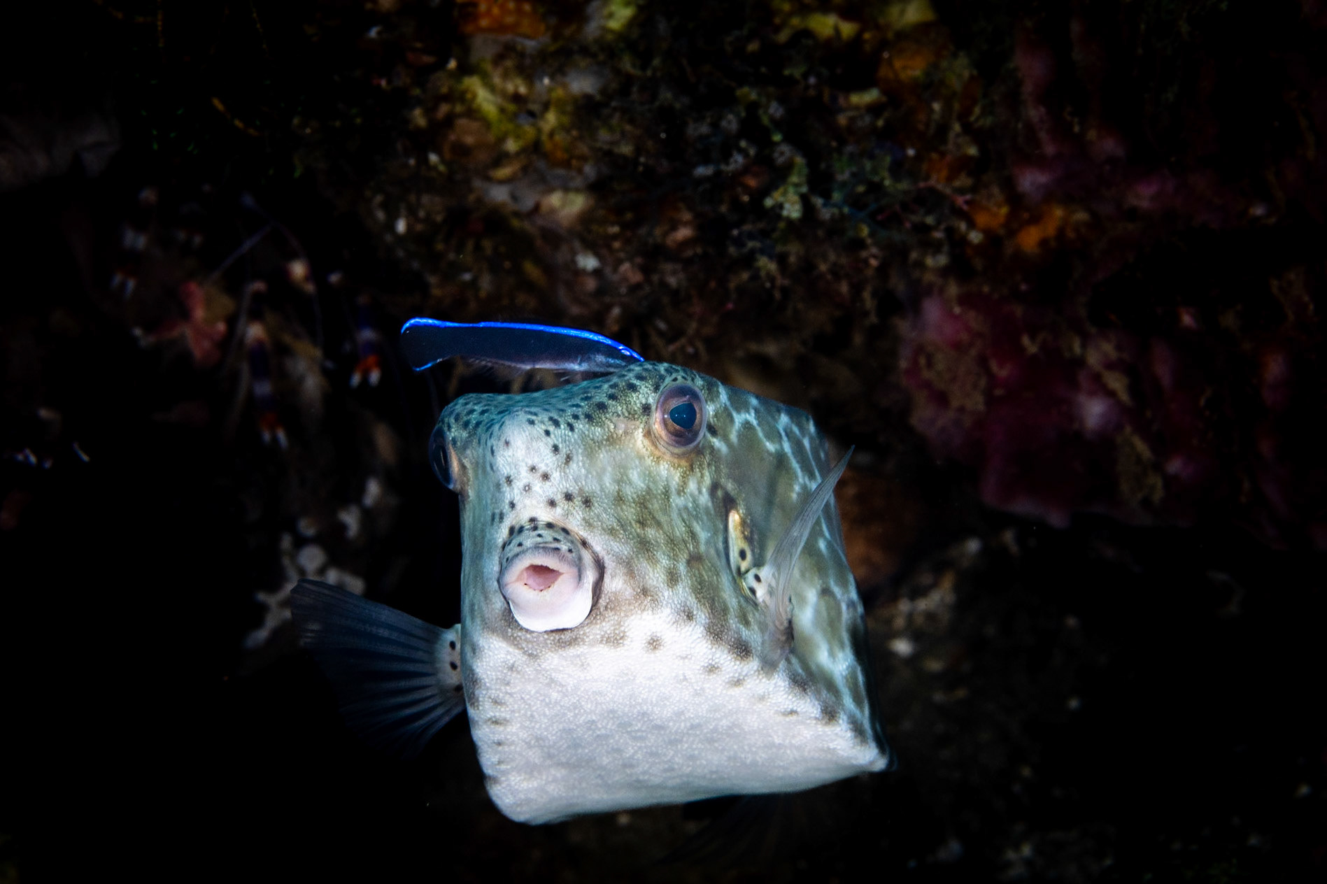 A Boxfish getting a cleaning from a Bluestreak Cleaner Wrasse (above her left eye). Note the hexagonal scales visible on her belly.