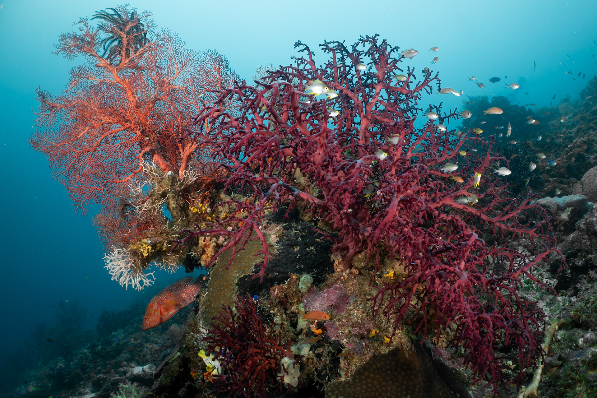All real estate is valuable underwater. Sea fans and hard corals loaded with fish seeking their protection.