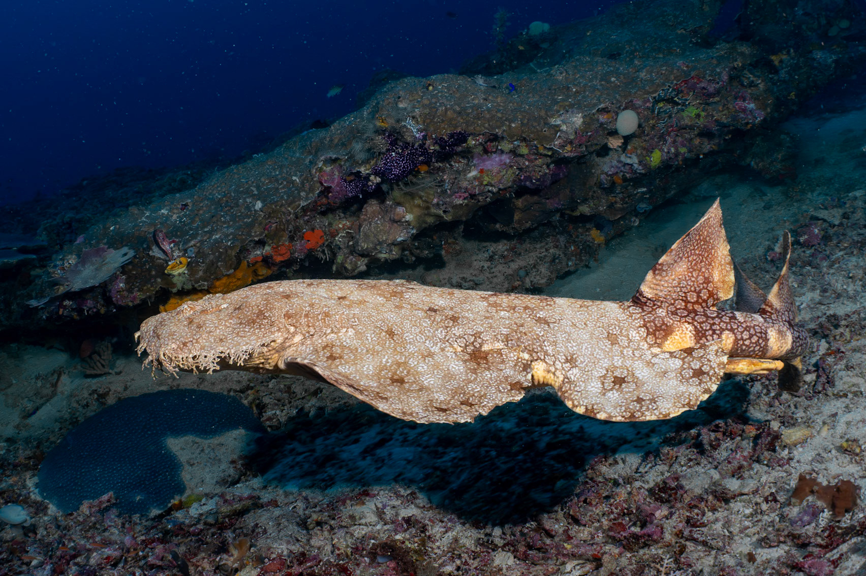 More Wobbegongs! A Tasselled Wobbegong Shark swimming during the day--most likely annoyed by us.
