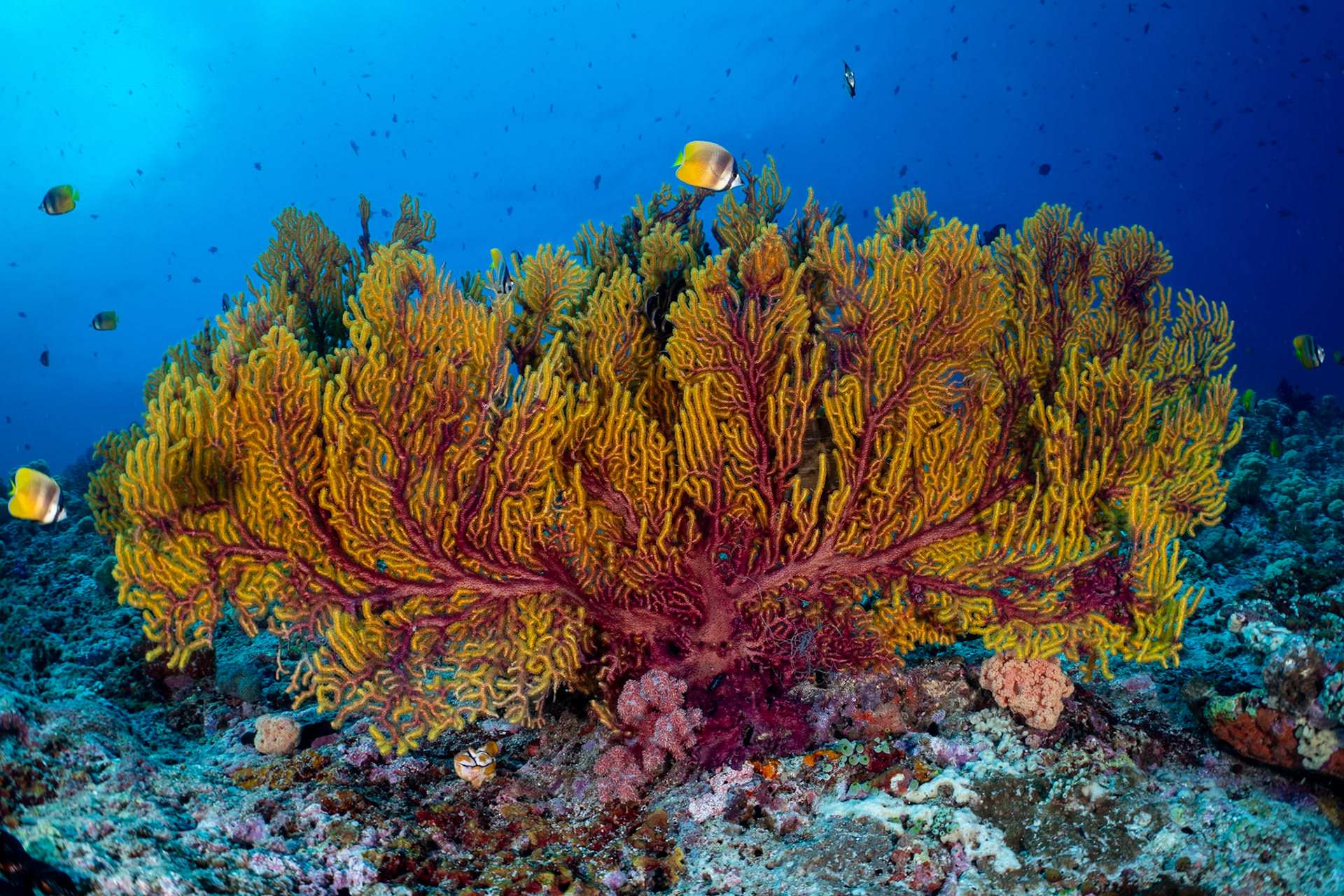 A large beautiful sea fan in the Banda Sea.