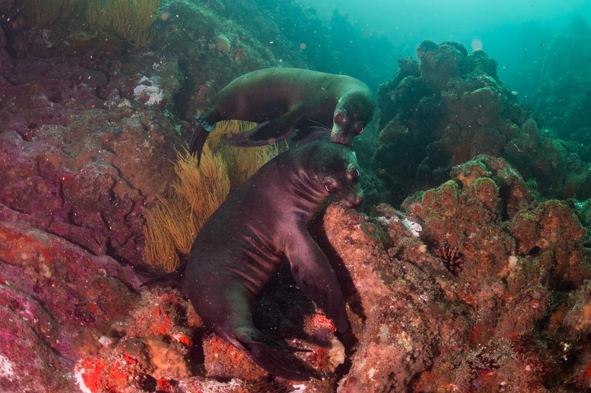 Galapagos Sea Lions
