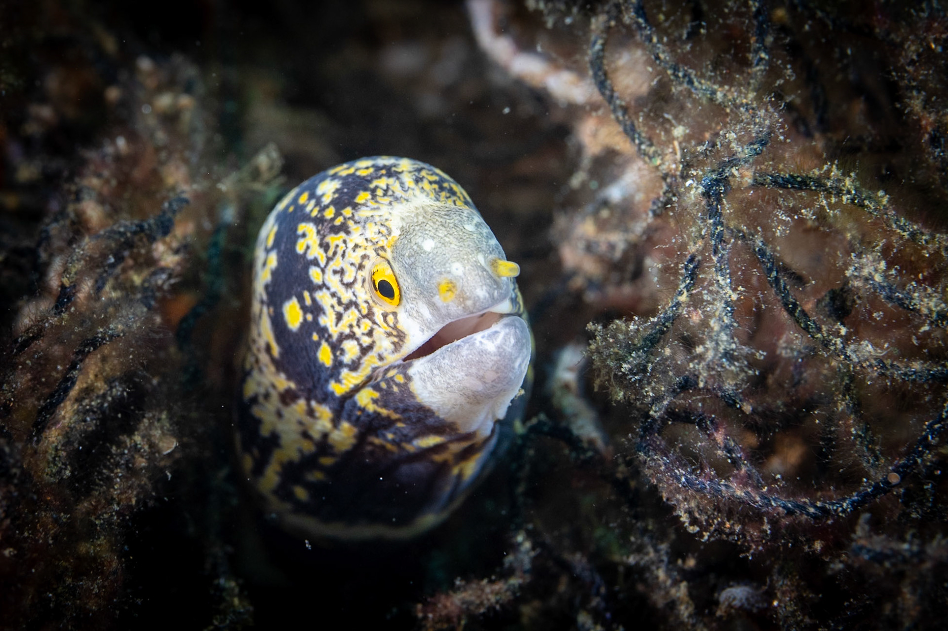 A Snowflake Moray Eel popping out of her hole.
