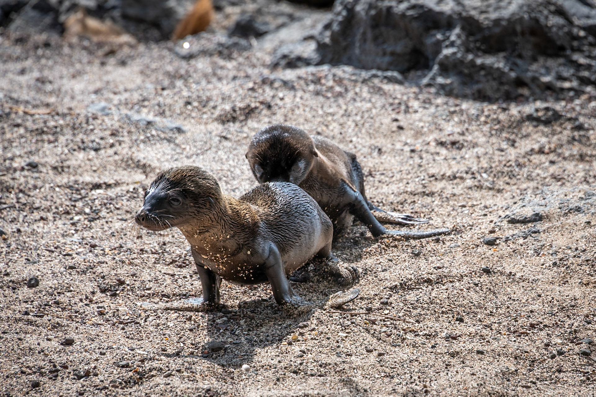 Born very recenly and learning to get around the beach.