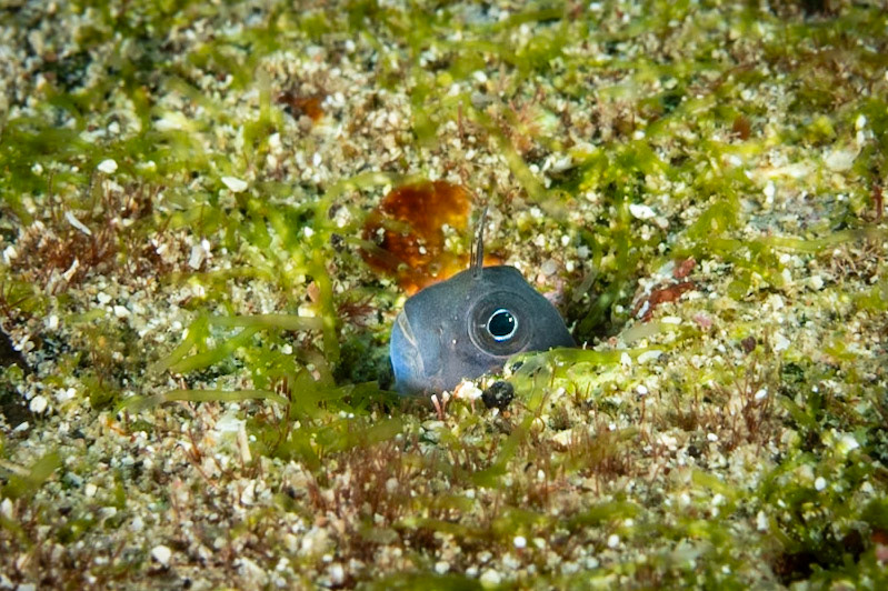 a tiny Blenny peeking out from her hole in the reef.