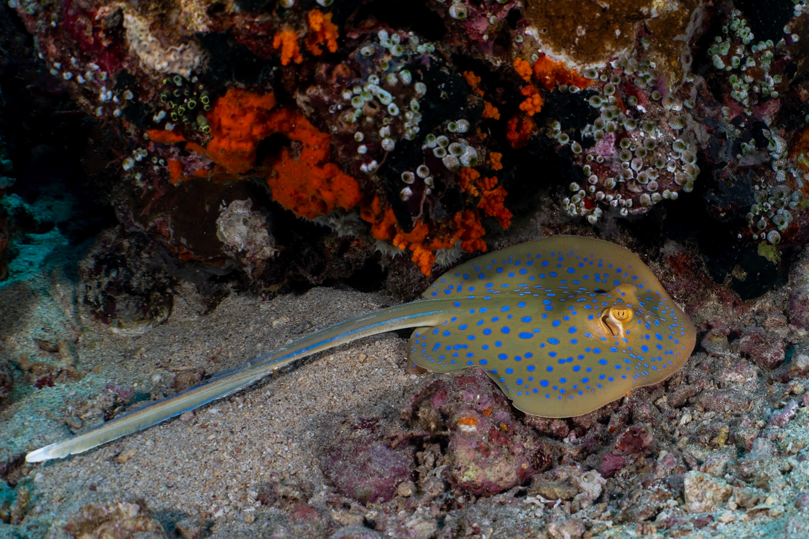 An attractive young Blue-Spotted Ribbontail Ray. Malole dive site in Banda.