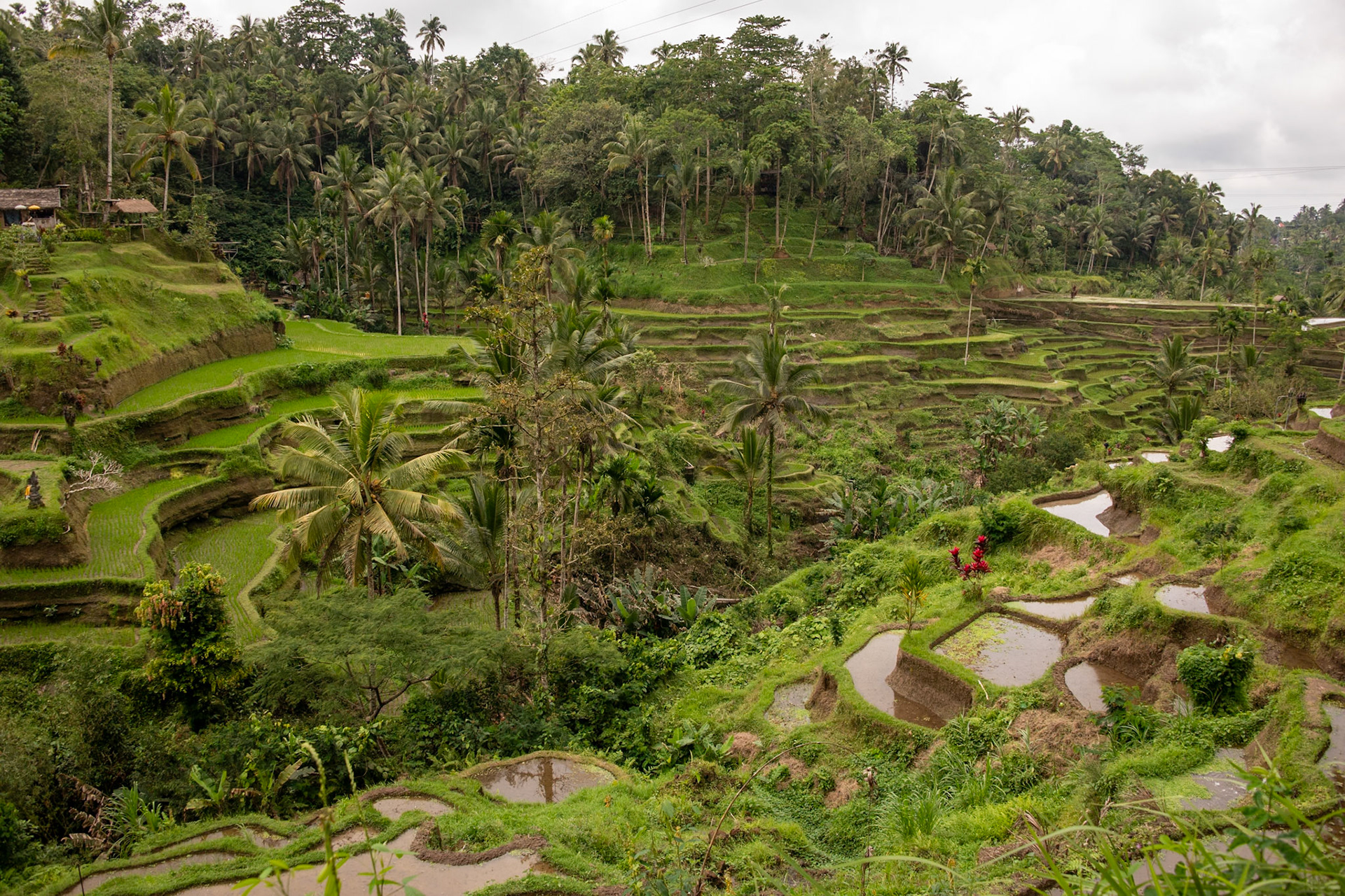 Rice paddy terraces.