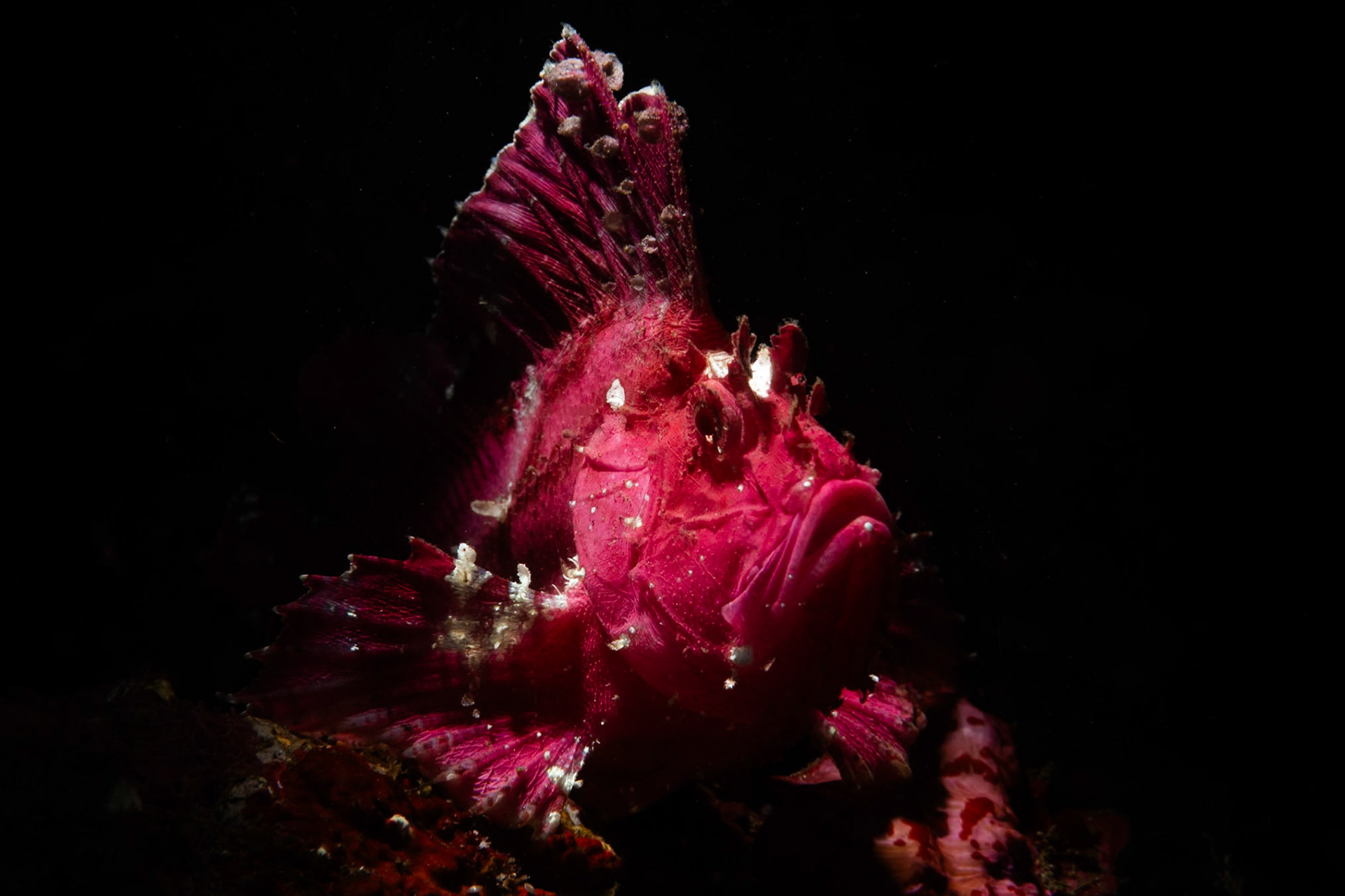 a 3/4 profile a Leaf Scorpionfish with top lighting to show off her skin texture and jewels.