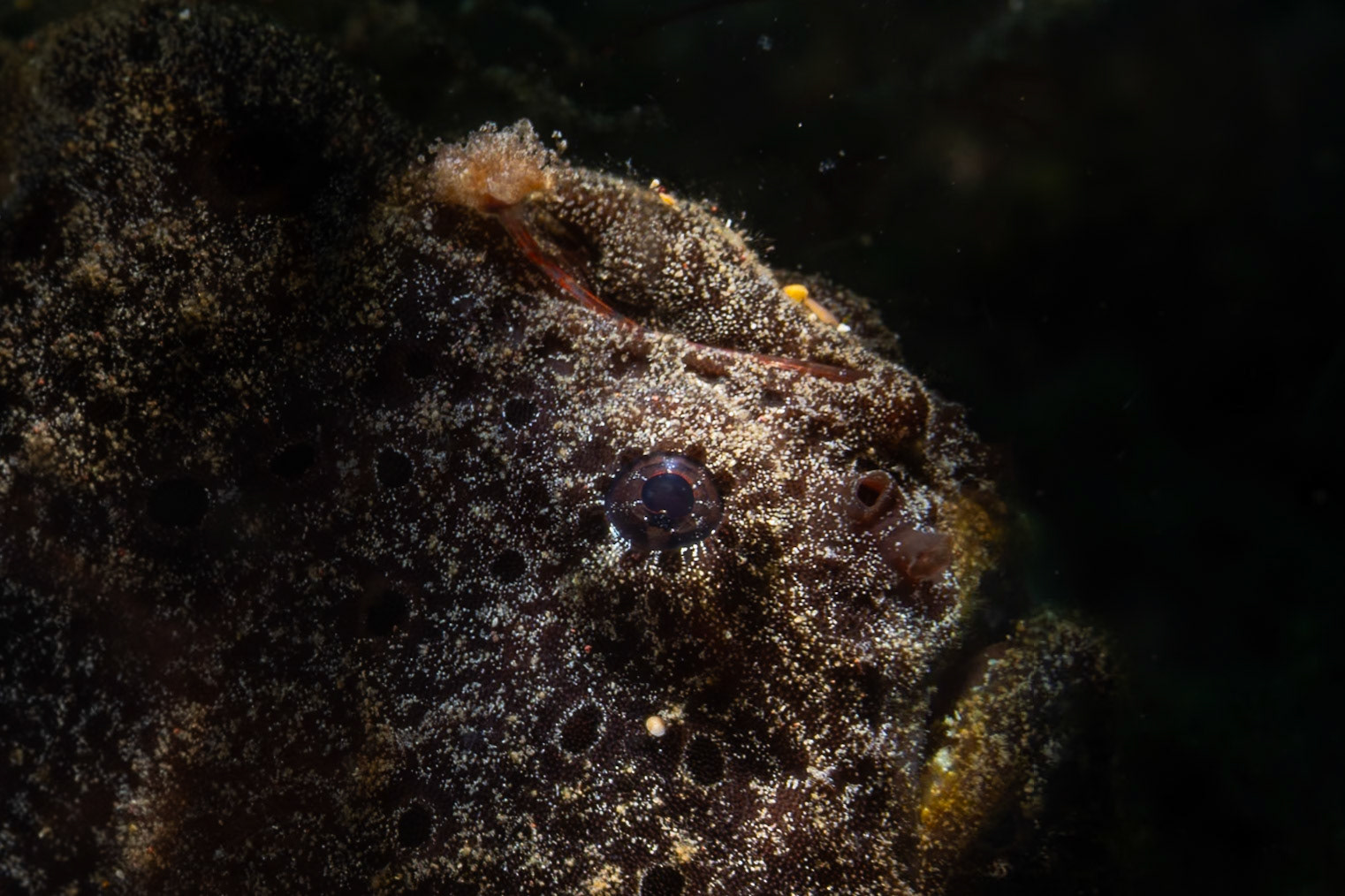 A tight portrait of a black Frogfish with her eye deadcenter in the picture. Her mouth, slanted up and lower right of eye. Always her lure is tucked up on the forehead.