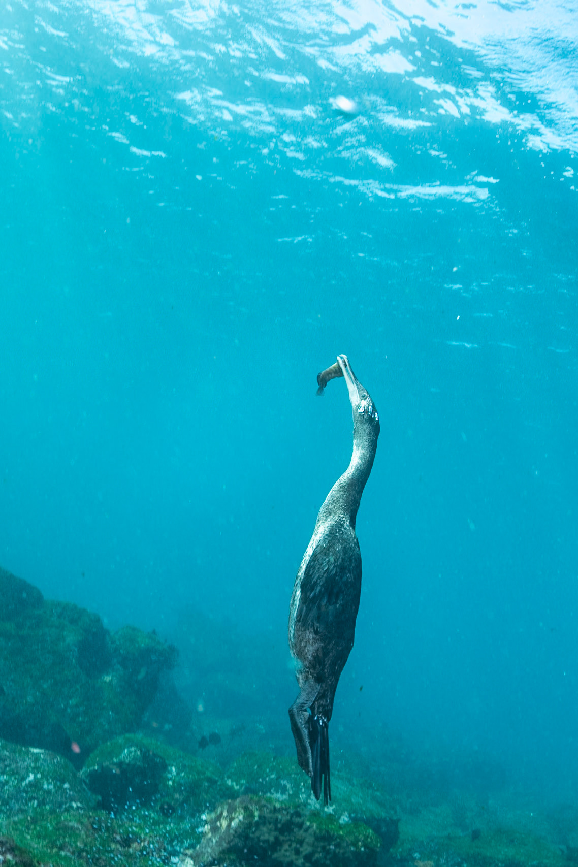 The flightless cormorant dives underwater and looks in holes for fish.